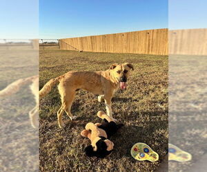 German Shepherd Dog-Great Pyrenees Mix Dogs for adoption in Winter Park, CO, USA