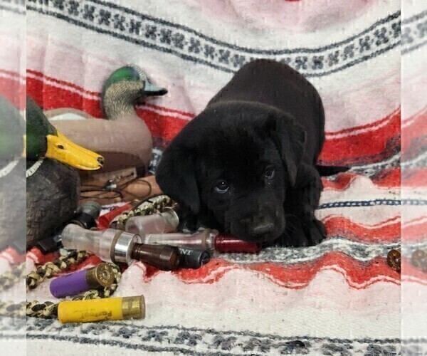Medium Photo #6 Labrador Retriever Puppy For Sale in MERIDEN, KS, USA
