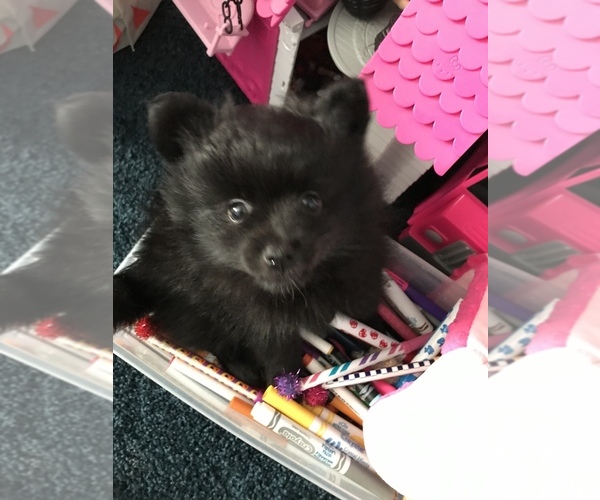 Medium Photo #5 Pomeranian Puppy For Sale in GOSHEN, NY, USA