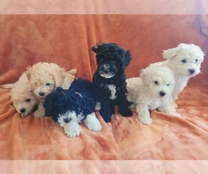 Bichpoo Litter for sale in TEMPLE, TX, USA