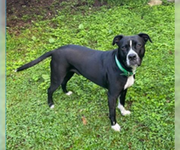 Medium Photo #3 Bullboxer Pit Puppy For Sale in Candler, NC, USA