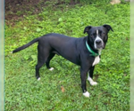 Small #2 Bullboxer Pit