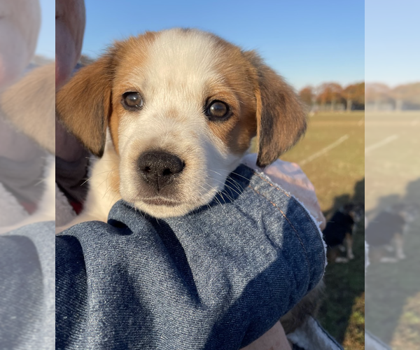 Medium Photo #3 Border Collie-Unknown Mix Puppy For Sale in Brooklyn, NY, USA