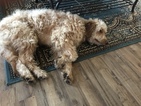 Small Photo #4 Goldendoodle Puppy For Sale in BYRAM, MS, USA