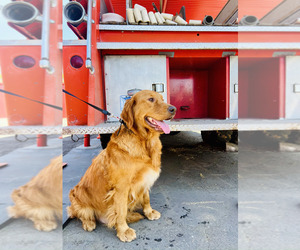 Mother of the Golden Retriever puppies born on 08/05/2025
