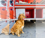 Small Photo #1 Golden Retriever Puppy For Sale in WOODLAND HILLS, CA, USA