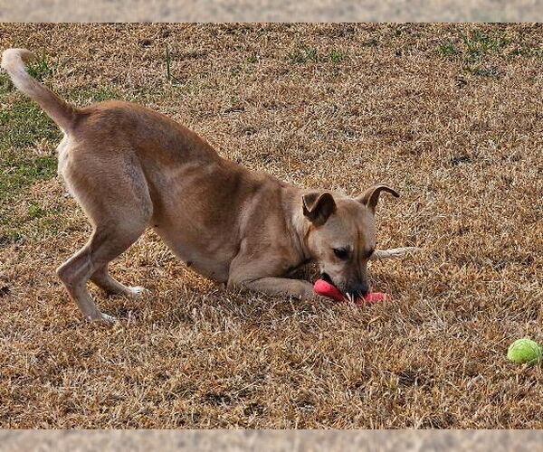Medium Photo #5 Labrador Retriever-Unknown Mix Puppy For Sale in Williamsburg, IA, USA
