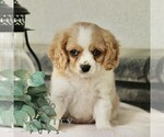 Small #1 Cavachon
