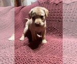 Small Photo #2 Labrador Retriever Puppy For Sale in HALIFAX, PA, USA