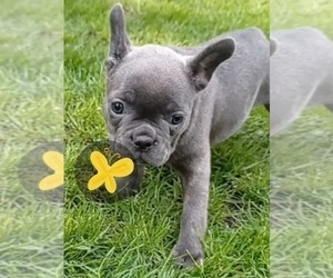 French Bulldog Puppy for sale in MIAMI, FL, USA