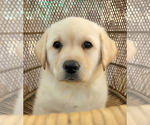 Small Photo #4 Labrador Retriever Puppy For Sale in LOS ANGELES, CA, USA