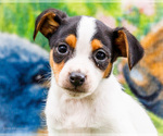 Small #2 Fox Terrier (Smooth)-Fox Terrier (Toy) Mix