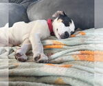 Small Photo #2 Mutt Puppy For Sale in Fargo, ND, USA