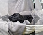 Small Photo #8 Great Dane Puppy For Sale in GASTONIA, NC, USA