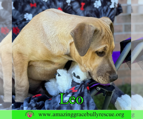 Medium Photo #8 Bulldog-Labrador Retriever Mix Puppy For Sale in Pensacola, FL, USA