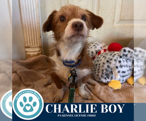 Mutt Dogs for adoption in Kimberton, PA, USA