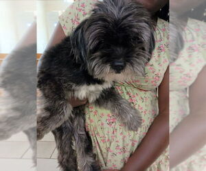 Shih Tzu Dogs for adoption in Virginia Beach, VA, USA