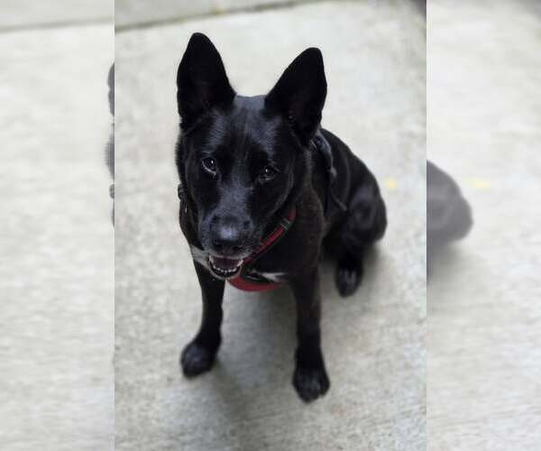 Medium Photo #3 German Shepherd Dog-Unknown Mix Puppy For Sale in Woodsfield, OH, USA