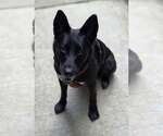 Small #2 German Shepherd Dog Mix