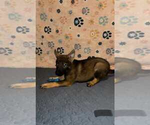 German Shepherd Dog Puppy for sale in MAYSEL, WV, USA