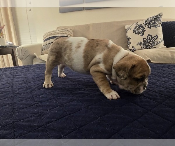 Medium Photo #1 French Bulldog Puppy For Sale in CHINO HILLS, CA, USA