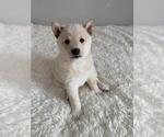 Small Photo #2 Shiba Inu Puppy For Sale in CRYSTAL LAKE, IL, USA