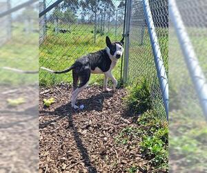 American Pit Bull Terrier-Unknown Mix Dogs for adoption in McKinleyville, CA, USA