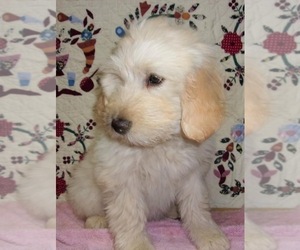 Golden Labrador-Poodle (Standard) Mix Puppy for sale in WEST GROVE, PA, USA