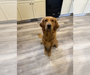 Father of the Golden Retriever puppies born on 01/27/2026