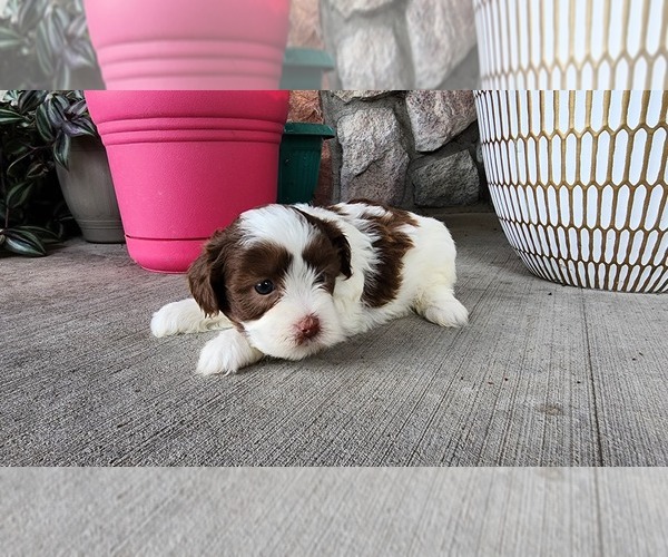 Medium Photo #3 Shih-Poo Puppy For Sale in GREENWOOD, WI, USA