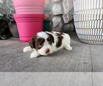 Small #2 Shih-Poo