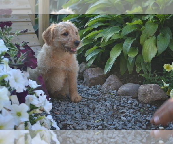Medium Photo #5 Labradoodle Puppy For Sale in GREENWOOD, WI, USA