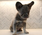 Puppy Puppy 1 French Bulldog