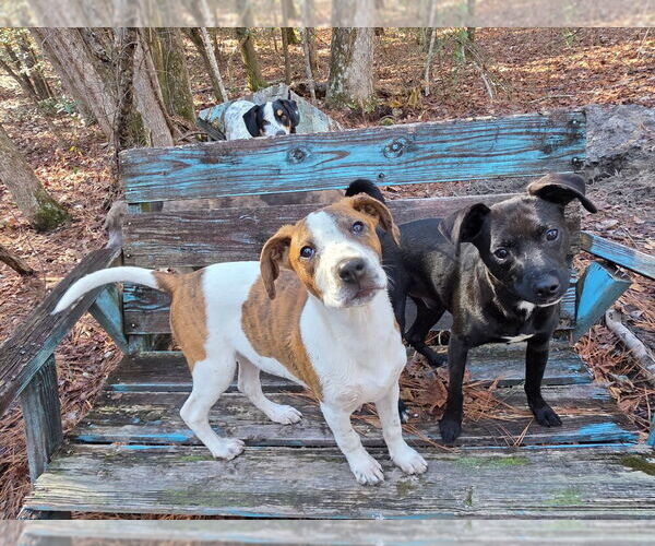 Medium Photo #6 Labrador Retriever-Unknown Mix Puppy For Sale in Brewster, NY, USA