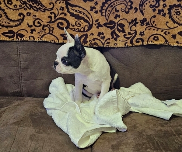 Medium Photo #6 Boston Terrier Puppy For Sale in AIKEN, SC, USA