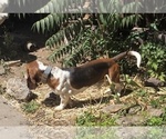 Small Photo #1 Basset Hound Puppy For Sale in TOPPENISH, WA, USA