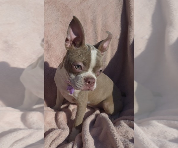 Medium Photo #6 Boston Terrier Puppy For Sale in MINERAL WELLS, WV, USA