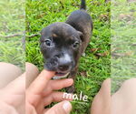 Small #1 American Pit Bull Terrier-American Staffordshire Terrier Mix