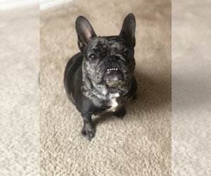 French Bulldog Puppy for sale in NASHVILLE, TN, USA