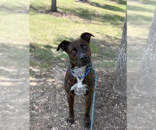 Medium Photo #3 Staffordshire Bull Terrier Puppy For Sale in Sugar Land, TX, USA