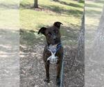 Small #2 Staffordshire Bull Terrier