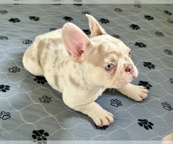 Medium Photo #2 French Bulldog Puppy For Sale in CORAL SPRINGS, FL, USA