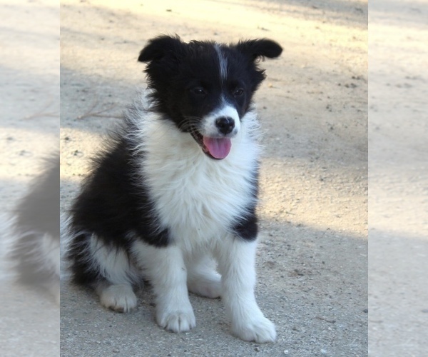 Medium Photo #6 Australian Shepherd Puppy For Sale in ACTON, CA, USA