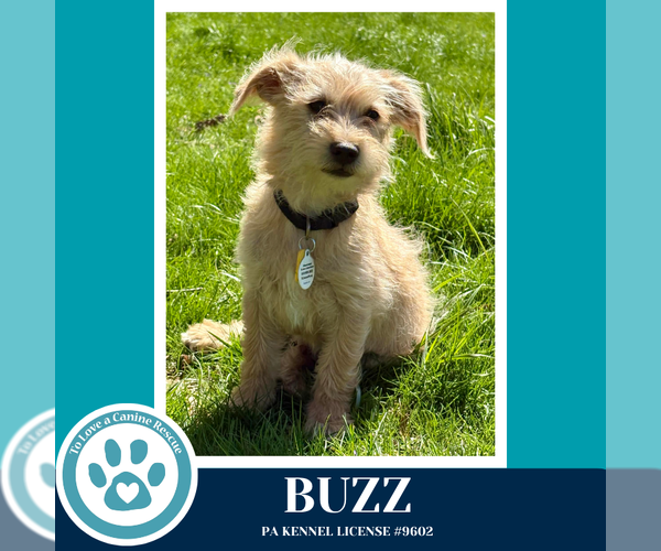 Medium Photo #2 Mutt Puppy For Sale in Kimberton, PA, USA