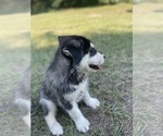 Small Photo #17 Siberian Husky Puppy For Sale in HILLISTER, TX, USA