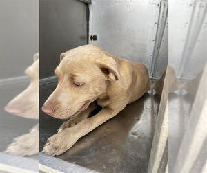 American Pit Bull Terrier-Unknown Mix Dogs for adoption in Waco, TX, USA