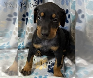 Medium Doberman Pinscher