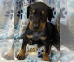 Puppy 9 Doberman Pinscher