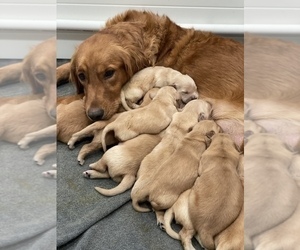 Golden Retriever Puppy for sale in VALLEJO, CA, USA