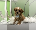 Small Cavapoo (Miniature)